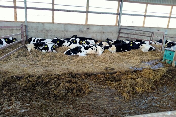 «Изъятия скота производились»: новосибирская ветслужба рассказала о работе крупных хозяйств в режиме карантина