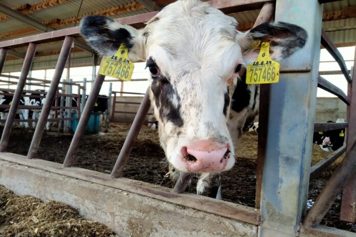 Россельхознадзор направил деньги новосибирскому монастырю, где изъяли скот Россельхознадзор направил деньги новосибирскому монастырю, где изъяли скот