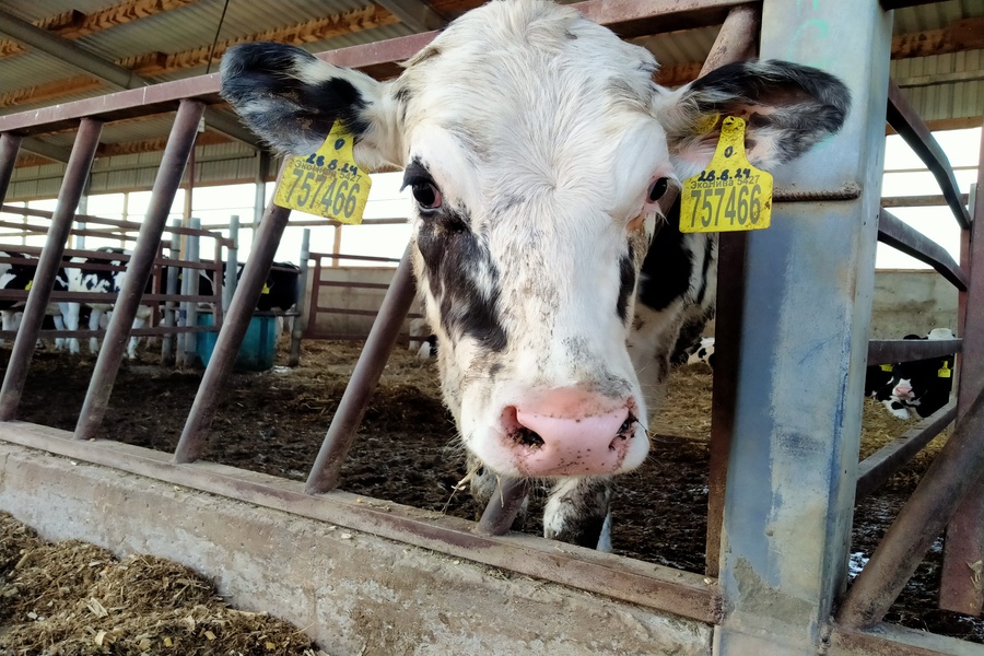 Россельхознадзор направил деньги новосибирскому монастырю, где изъяли скот