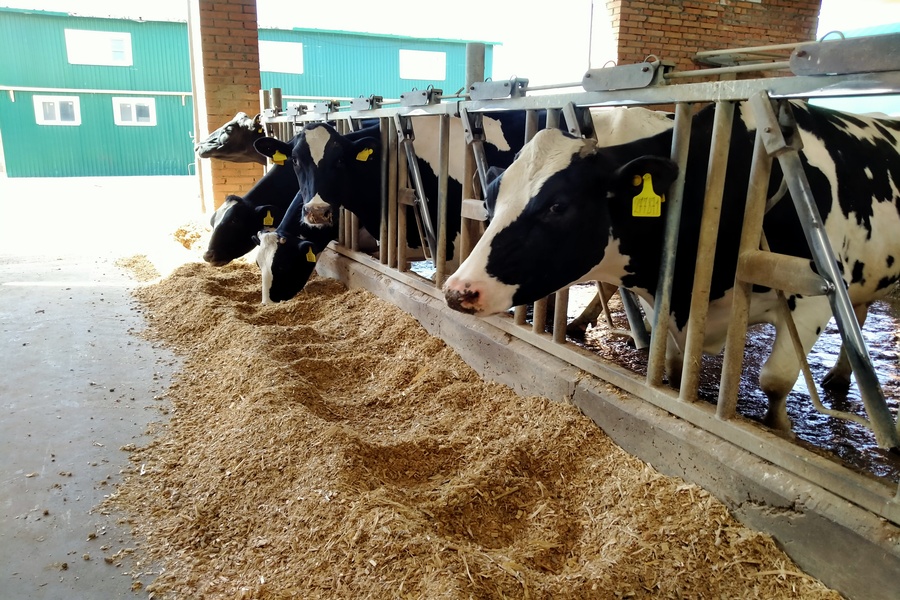 Карантин в очагах заболевания скота в Новосибирской области продлится 30 дней