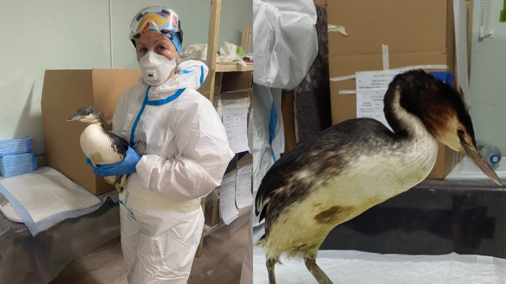 О ситуации на Черном море после разлива мазута рассказала новосибирский волонтер