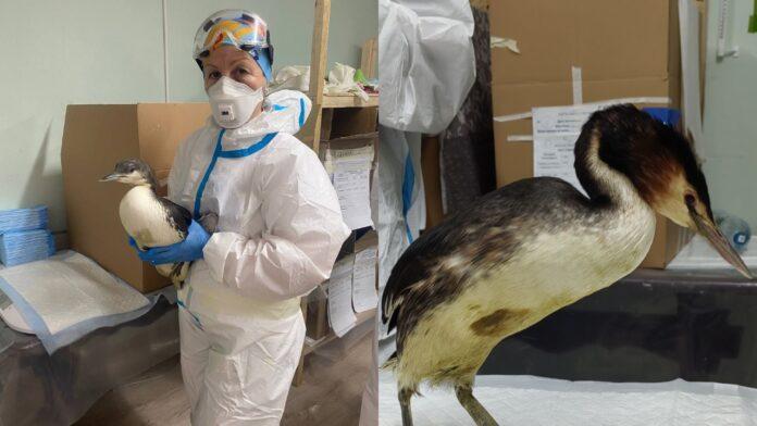 О ситуации на Черном море после разлива мазута рассказала новосибирский волонтер