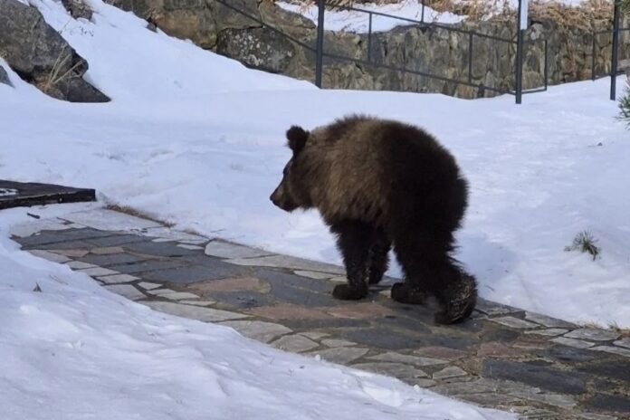Маленький медвежонок поступил в ветгоспиталь питомника «К9» в Иркутске