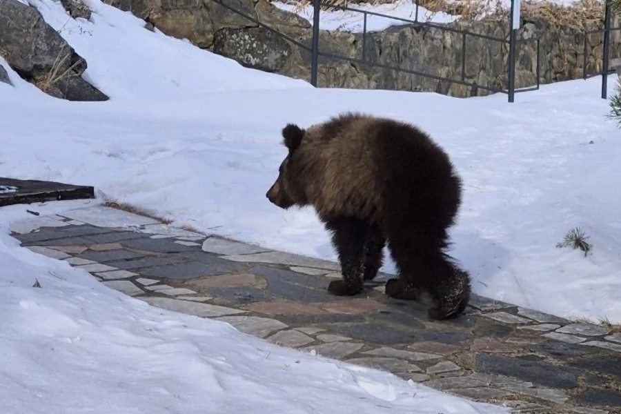 Маленький медвежонок поступил в госпиталь питомника «К9» в Иркутске