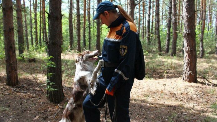 Новосибирский кинолог рассказала, как правильно воспитать поисковую собаку Новосибирский кинолог рассказала, как правильно воспитать поисковую собаку