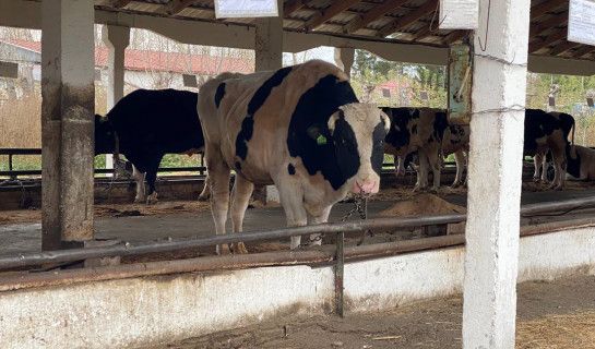 В НСО установили сроки ежемесячных перечислений за изъятых сельхозживотных