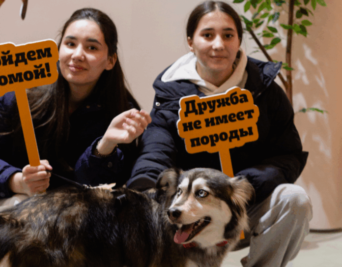 Фестиваль WOOF в поддержку животных из приютов пройдёт в Новосибирске