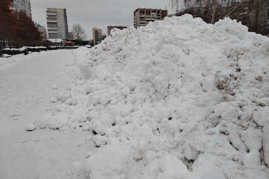 Подрядчики заплатят за поломанные деревья и кустарники в Новосибирске
