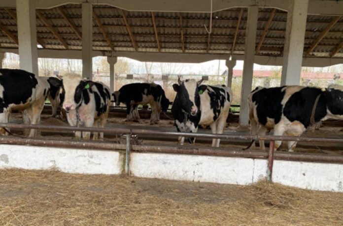 В пяти районах Новосибирской области создали пункты соцпомощи при изъятии скота