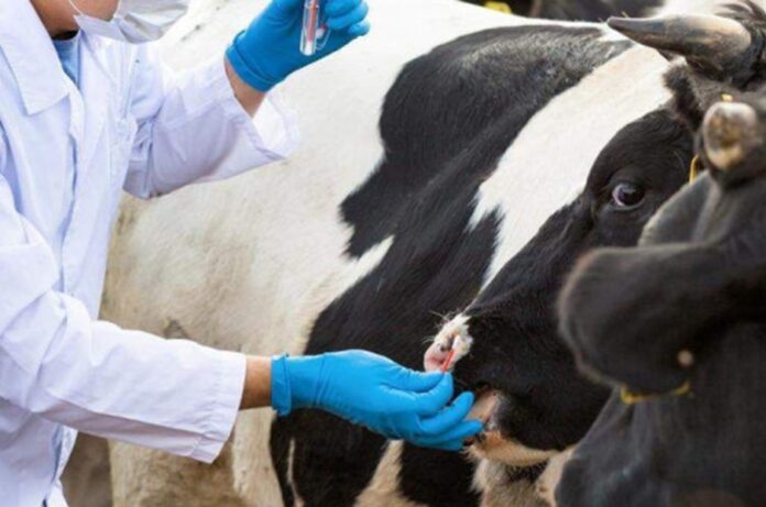 Изъятие потенциально зараженных животных завершено в Новосибирской области