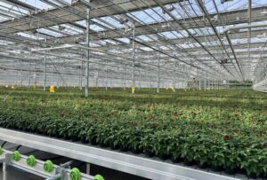 Отрасль проходит цифровую трансформацию: производство цветов в Сибири растет на 12% в год