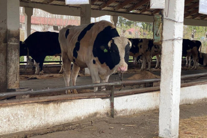 Правительство региона продолжает оформление выплат после изъятия скота фермерское хозяйство