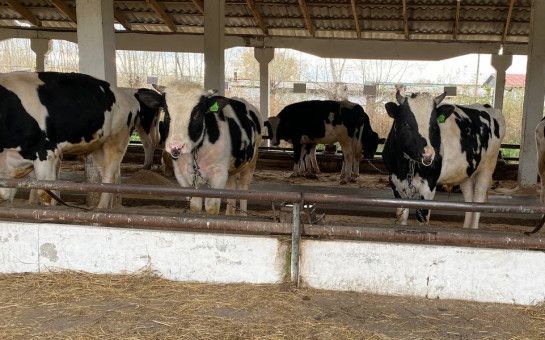 Правительство Новосибирской области: Компенсации за утерянный скот и соцвыплаты предоставлены в полном объеме