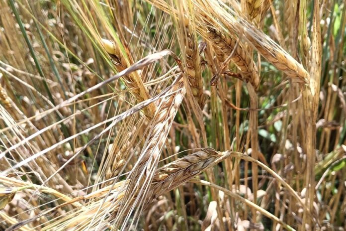 Будут ли аграрии сокращать площади под пшеницу: в Новосибирской области не продано порядка 400 тысяч тонн зерна