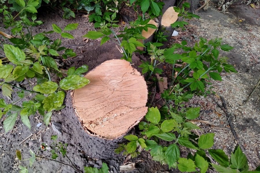 Инвазивный, но для города полезный: мэрия заявила, что массовой вырубки ясенелистных клёнов в Новосибирске не будет