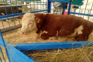 Снижение поголовья КРС замечено в Новосибирской области