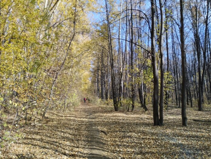 В лесопарке под Новосибирском начали сносить аварийные деревья