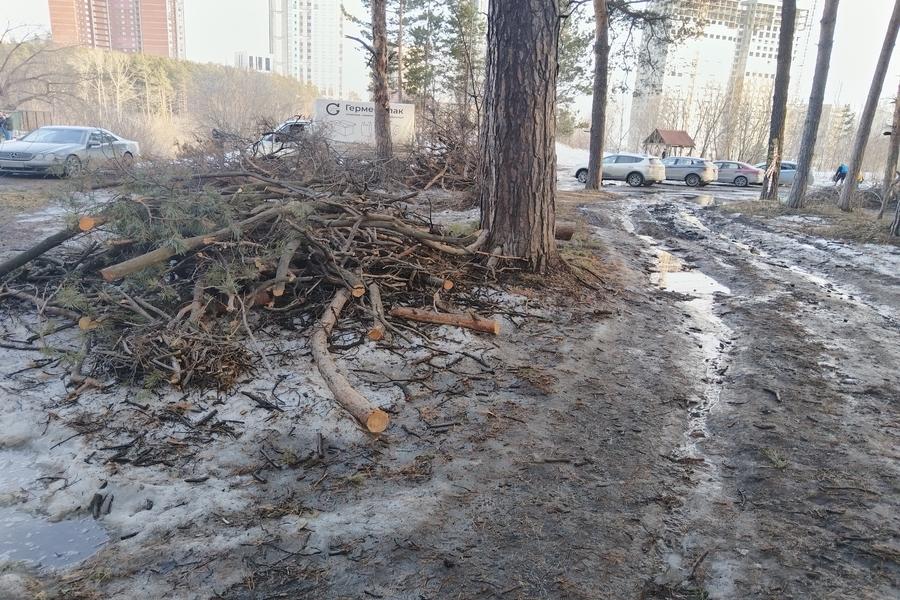 В Новосибирске в Заельцовском парке у десятков сосен обрезали ветви
