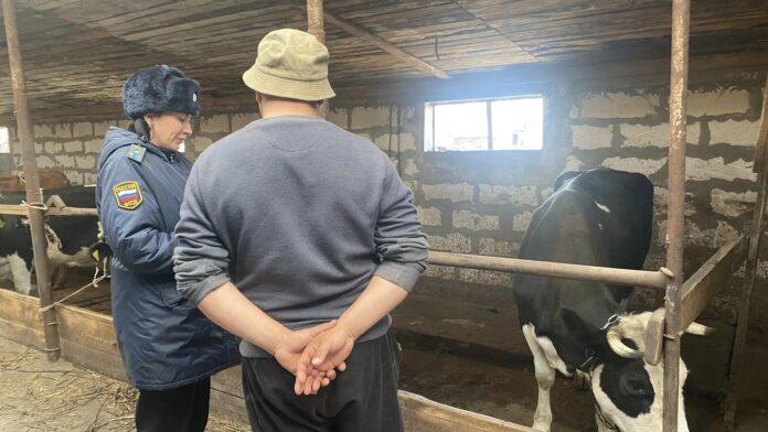 За неоплаченные долги приставы арестовали корову у должника под Новосибирском