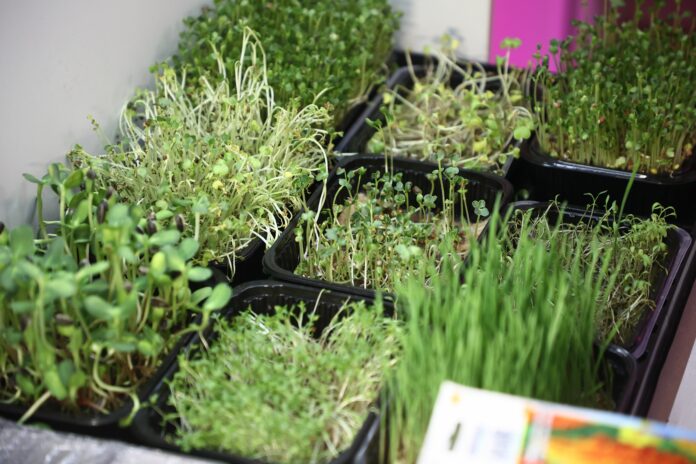 Лабораторию агробиотехнологий открыли во Второй гимназии Новосибирска