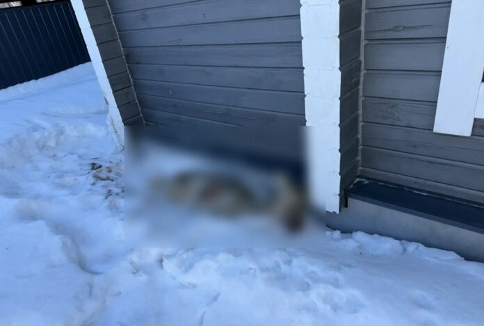 Собаки загоняют косуль в поселок под Новосибирском