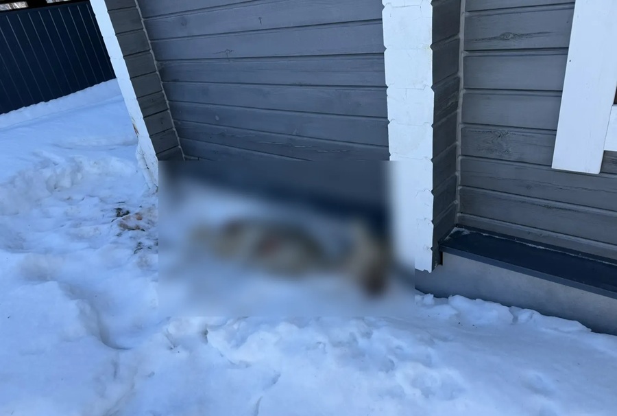 Собаки загоняют косуль в поселок под Новосибирском