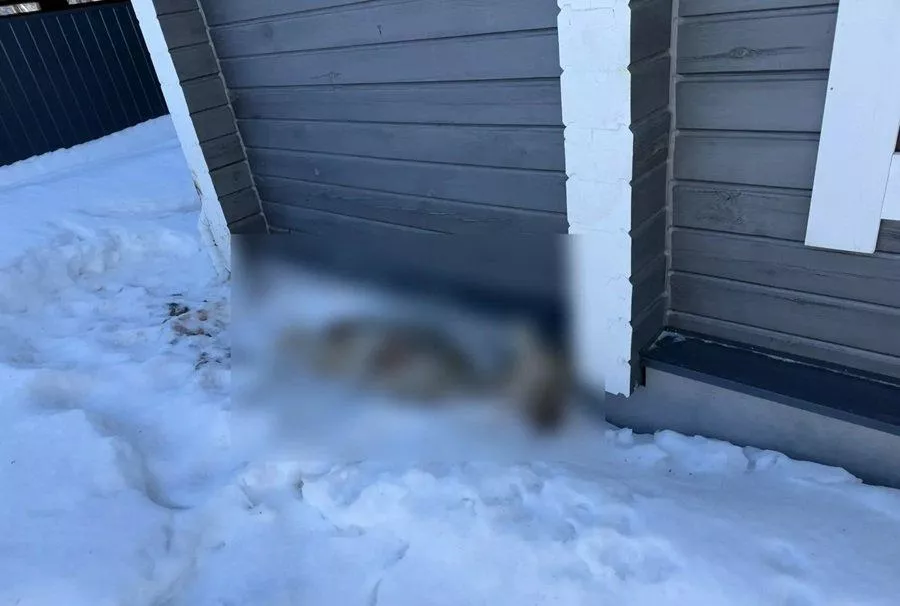 Собаки загоняют косуль в поселок под Новосибирском