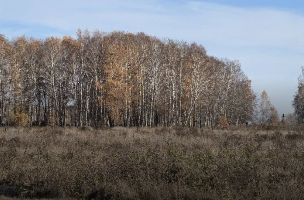 Вернуть государству: заросшие сорняками земли начали забирать у собственников в регионах России