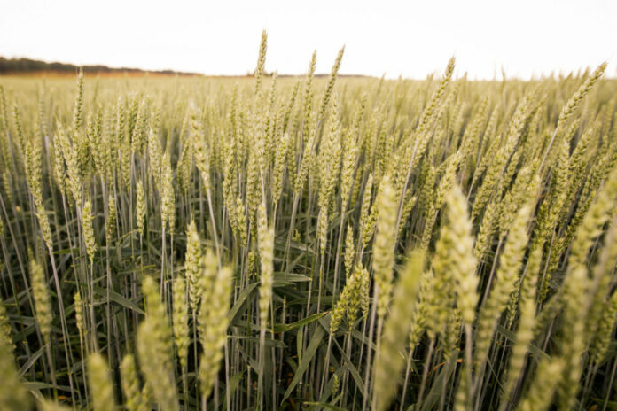 НГТУ разработал устройство для точного измерения влажности зерновых диэлькометрическим методом