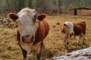 Новосибирские КФХ поддерживают просьбу об отмене маркировки фермерской продукции