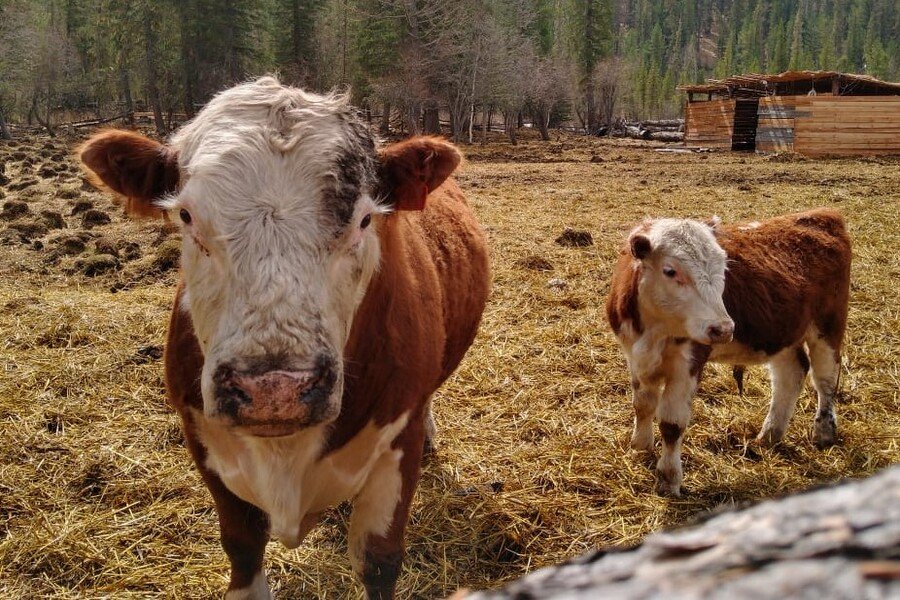 Новосибирские КФХ поддерживают просьбу об отмене маркировки фермерской продукции