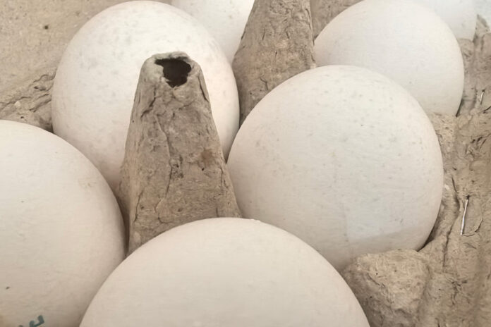 куриные яйца