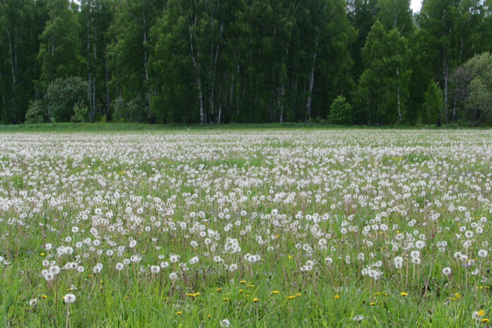 лес и одуванчики