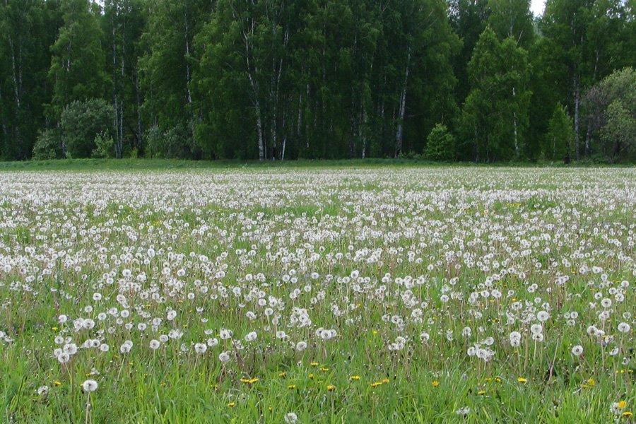 Шелкопряд захватил 77 тысяч гектаров в Новосибирской области