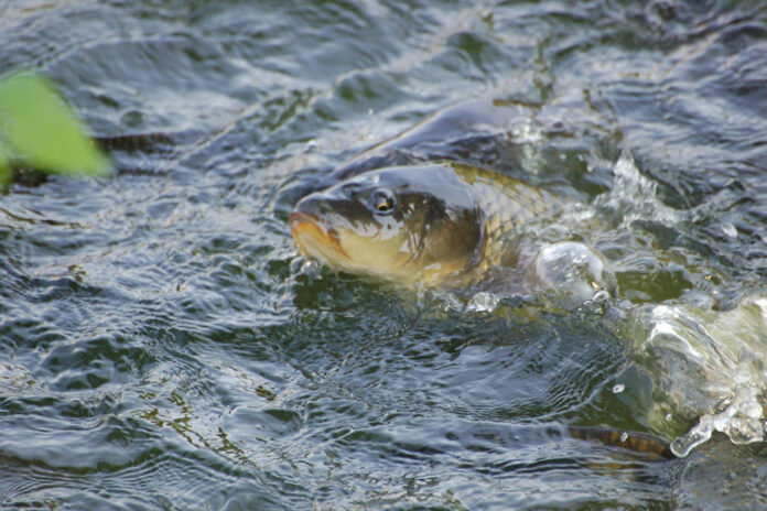 аквакультура