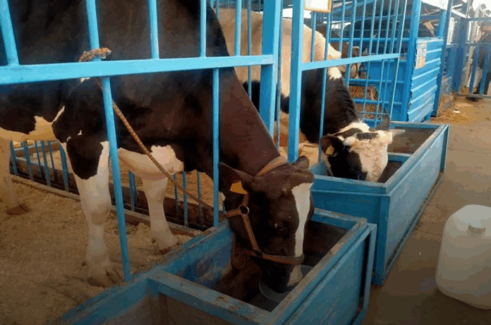 За 2100 изъятых коров новосибирские аграрии пытаются получить страховое возмещение