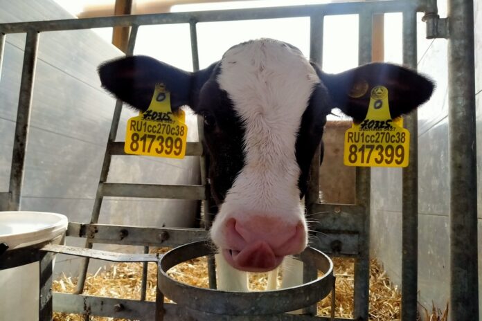 Новосибирские аграрии еще не знают, где и когда будут покупать новый скот