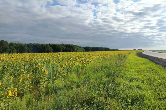 подсолнечник