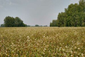 В Новосибирске разрабатывают биопрепарат для очистки почвы от пестицидов