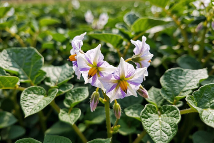 картофель