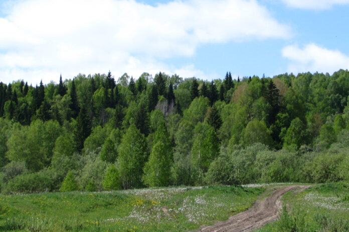лес