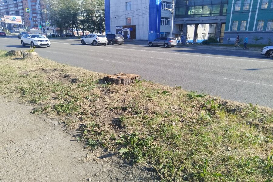 Мэрия Новосибирска не будет сажать деревья взамен вырубленных на улице Кирова