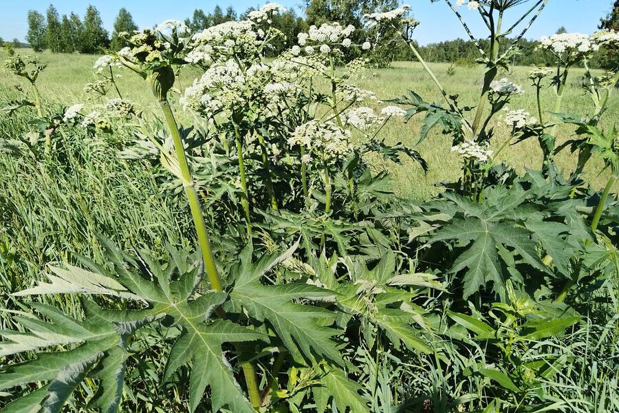 В Новосибирской области распространяется опасное растение — борщевик Сосновского