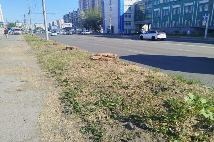 «Выжженная земля вместо зелени»: в Новосибирске на улице Кирова вырубили десятки деревьев «Выжженная земля вместо зелени»: в Новосибирске на улице Кирова вырубили десятки деревьев