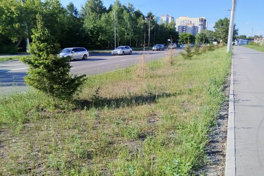 Посадки на улице Добролюбова