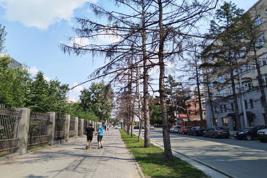 Лиственницы на Каменской