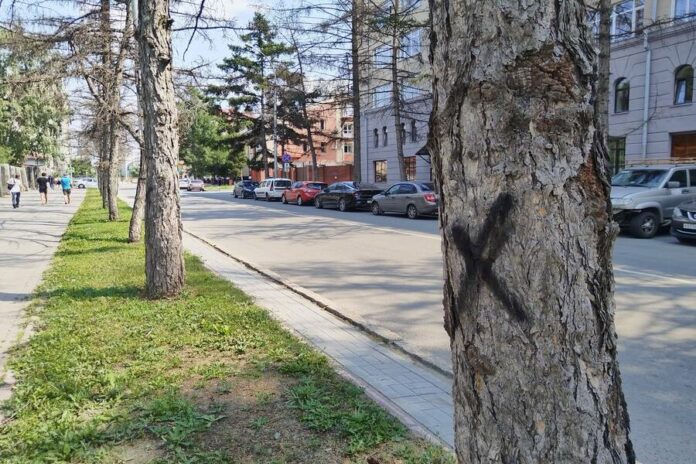 В центре Новосибирска планируют вырубить десятки лиственниц
