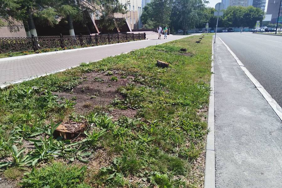 Вырубленные деревья