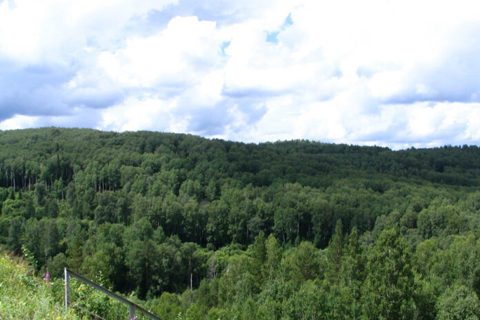 лес