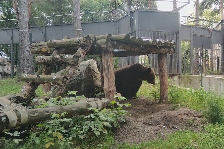 Бурый медведь в зоопарке